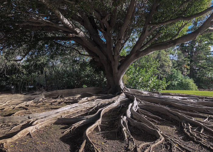 a huge tree with roots revealed
